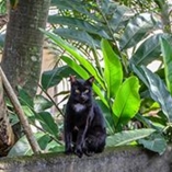 chat asian